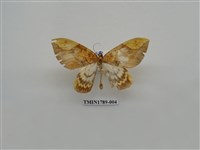 藏品(中國蛾類)的圖片